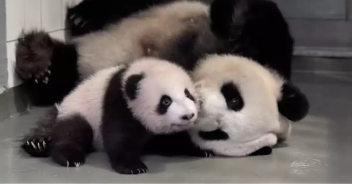 母親節前海洋公園發片 重溫「盈盈」養育「家姐細佬」歴程