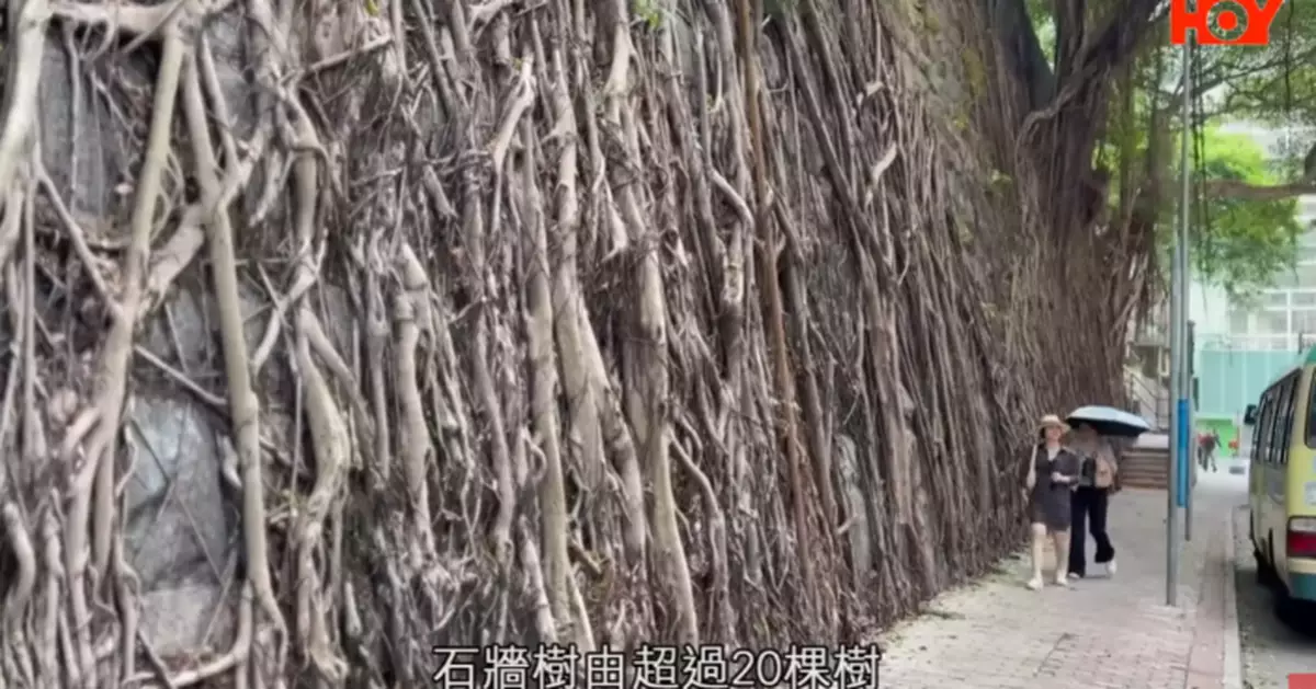 一線搜查|遊客迫爆馬路打卡堅尼地城石牆樹 街坊路都冇得行?