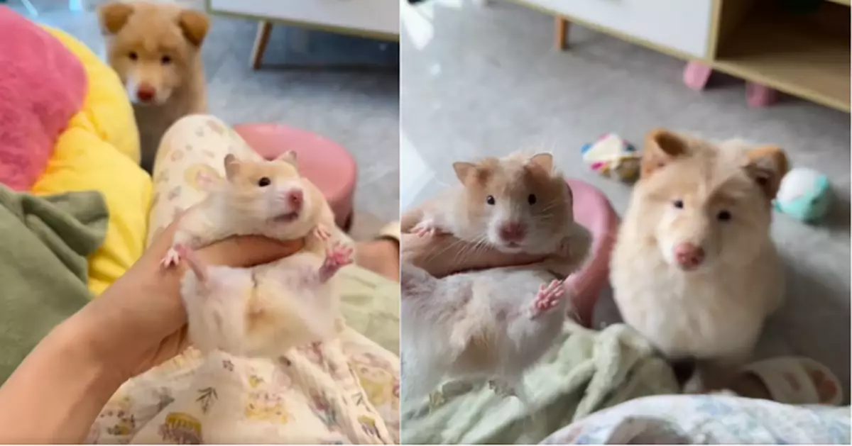 跨物種「夫妻臉」 ？家養熊仔鼠與田園犬撞樣 網民驚訝：一模一樣