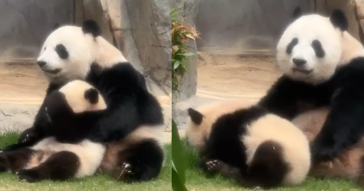 「家姐細佬」9個月大 「細佬」欲走開遭「盈盈」一咬入懷