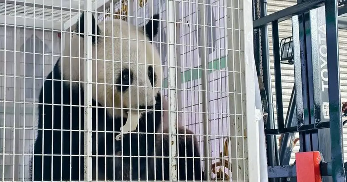 旅居11年馬來西亞大熊貓「福娃」和「鳳儀」啟程回國