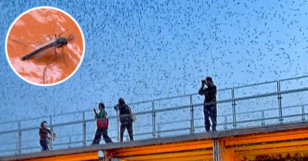 大阪世博飛蟲擾客事件 當局稱已採取措施滅蟲