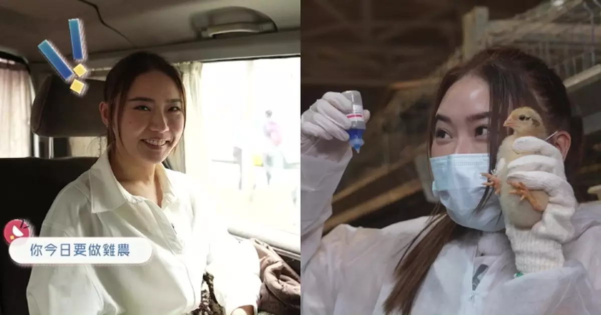 一日打工限定｜戴祖儀試做雞農照顧5,500隻雞 化身論盡版「寫輪眼」瞬間掌握高難度滴疫苗技能