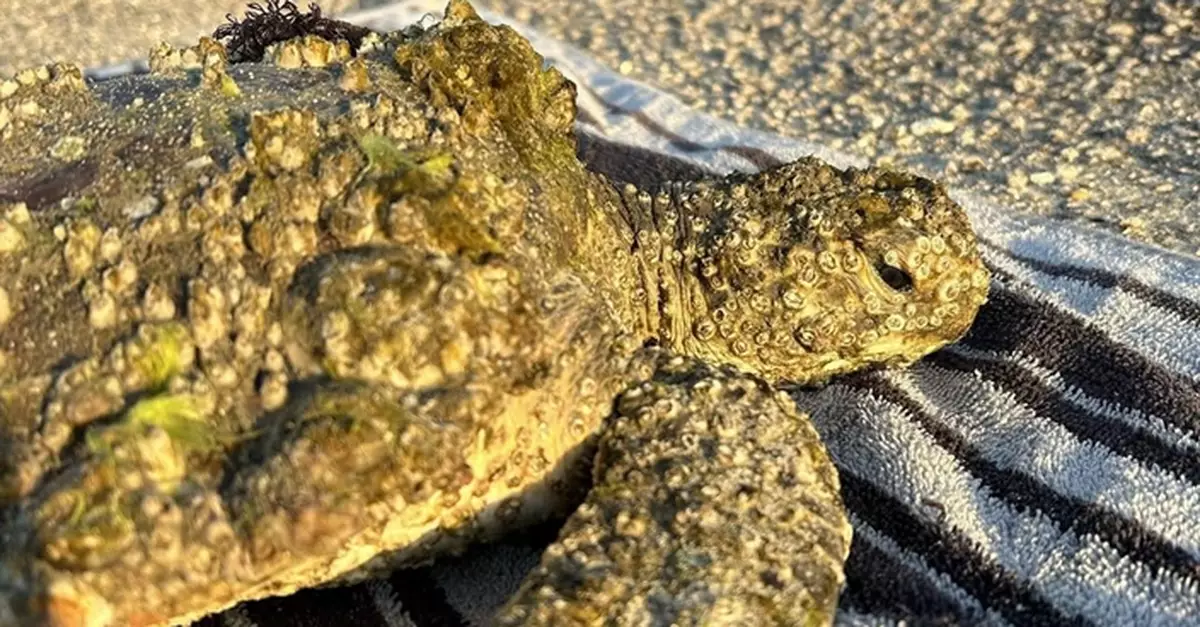 「外貌怪異」綠蠵龜擱淺沙灘 救援人士揭全身長滿0.6公斤附生生物