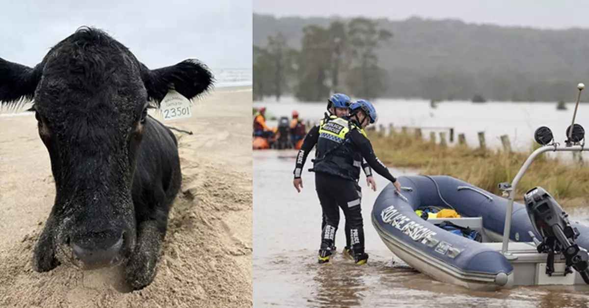 澳洲連場豪雨成災 一隻牛被沖到17公里外的海灘奇蹟活著