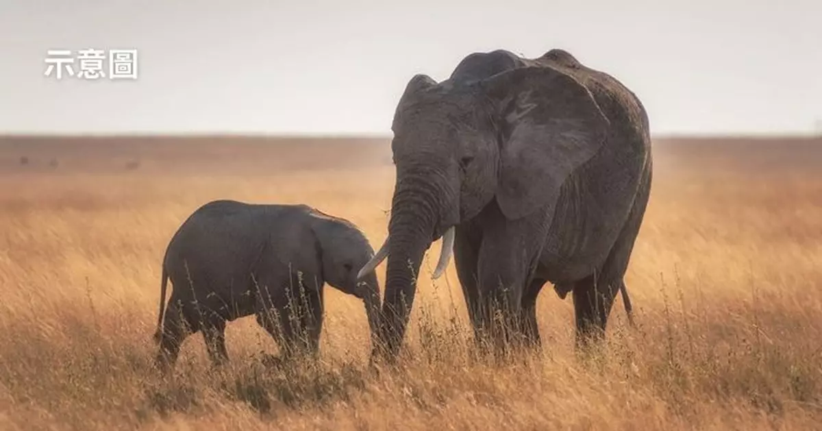 大象耳朵充滿能調節體溫大血管 是天生「冷卻裝置」