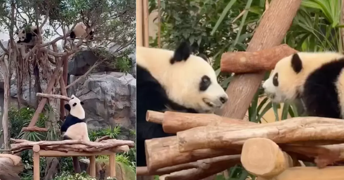 「加加得得」新環境中熱愛爬樹 懶理媽媽「盈盈」