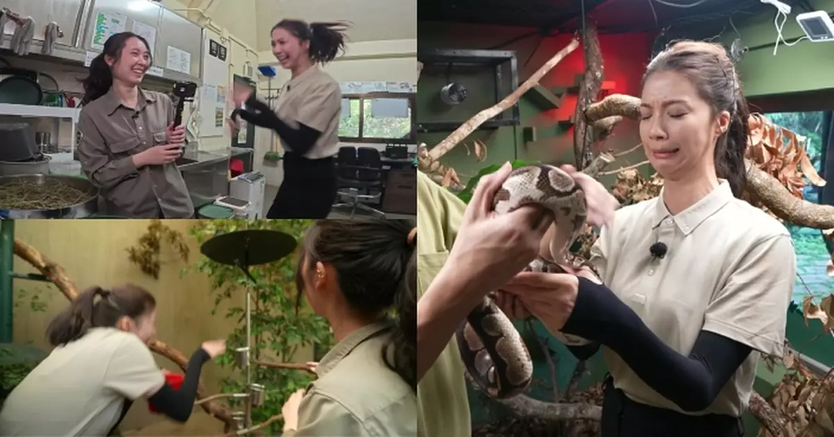 一日打工限定｜陳曉華餵鸚鵡被嚇到「模糊」 與蛇寶寶親密接觸用「拖字訣」舒緩緊張