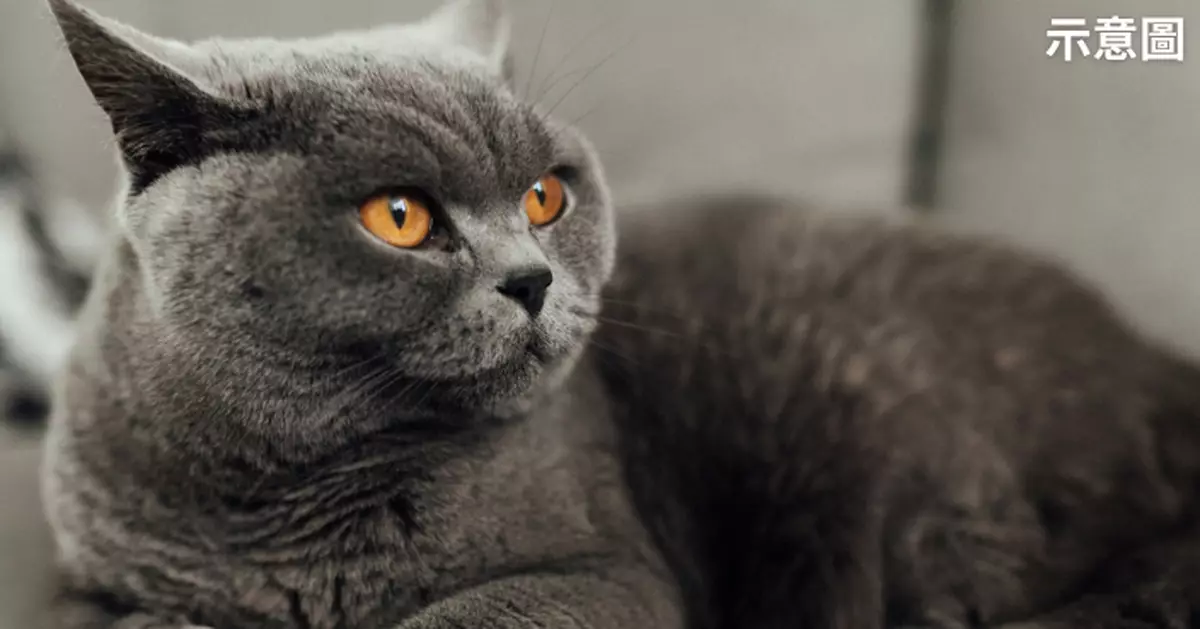 高薪「鏟屎官」？英企招聘「貓助理」年薪逾百萬吸400貓奴申請