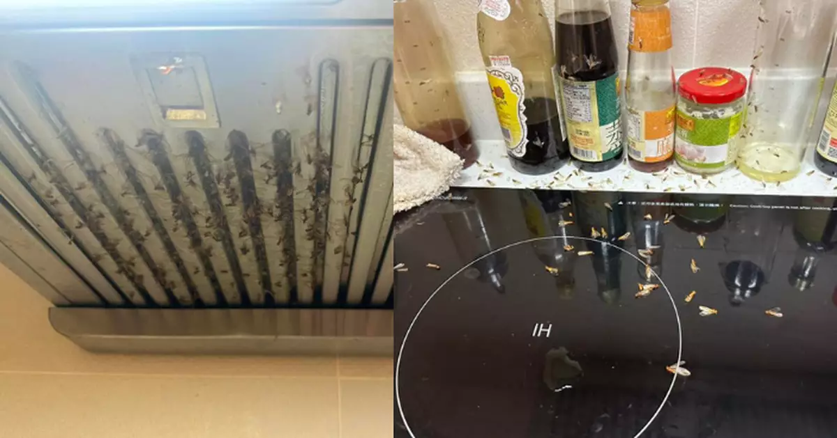 飛蟻大軍入侵！港人旅行5日返家驚見恐怖蟻患　全因做錯呢件事