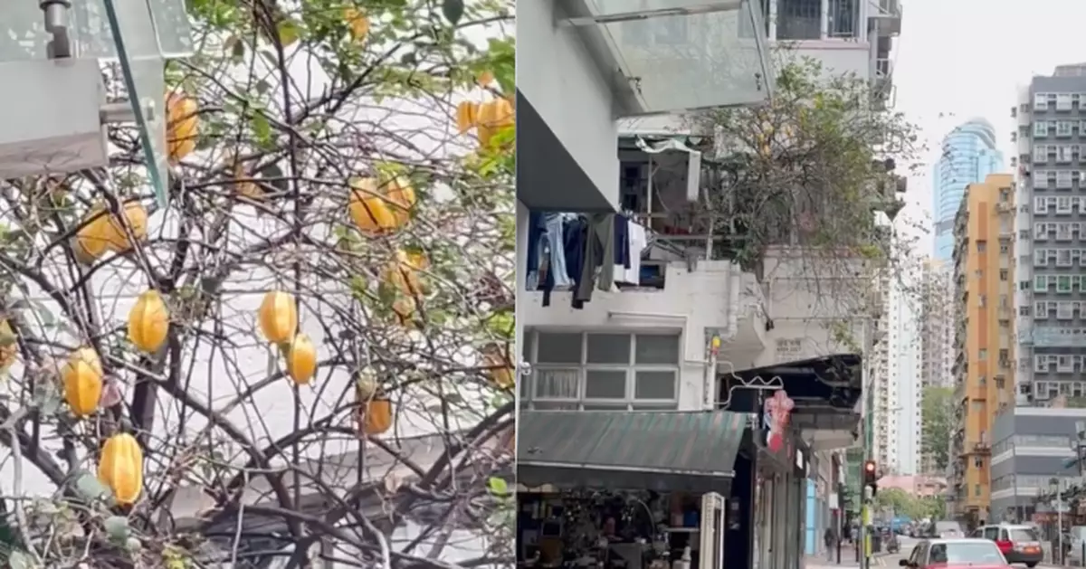 大角咀唐樓驚現「空中楊桃園」　 網民熱議：鬧市奇景！