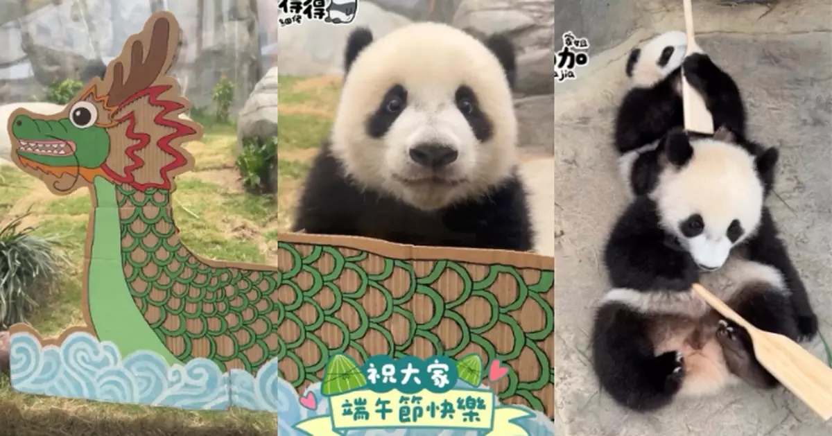 家姐細佬「熊」心壯志出戰「爬」龍舟賽  小健兒落力互咬祝大家「糭是健康快樂」