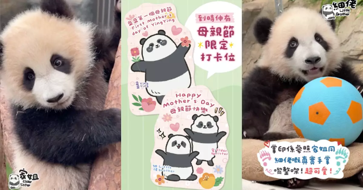 「盈盈」笑迎首個母親節 海洋公園準備甜到漏驚喜：等緊大家嚟「落手參與」