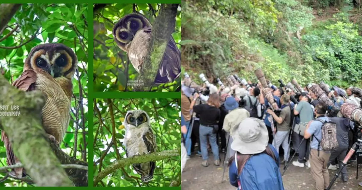 時隔4年嘉道理農場成功繁殖野生貓頭鷹褐林鴞　暫時封路限制龍友接近