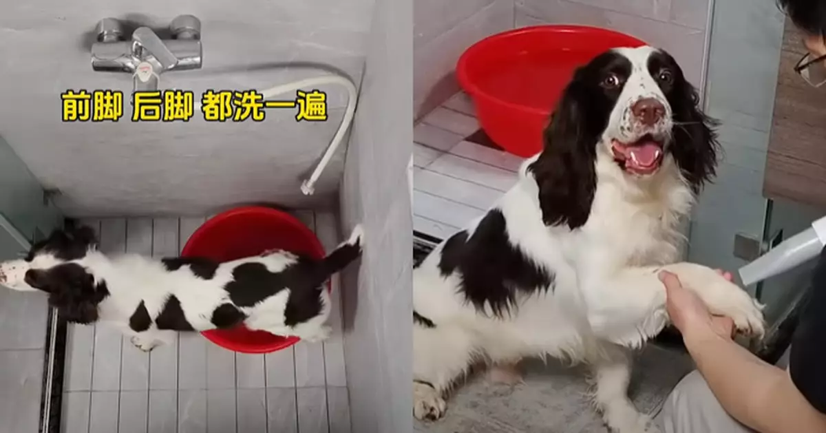 自律狗狗去完街自己洗腳  網民：主人上一世應該拯救咗銀河系