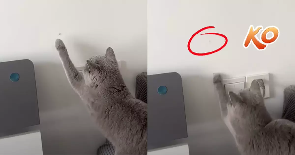 短毛貓精準殺蚊從不失手  技藝高超仲識得做假動作