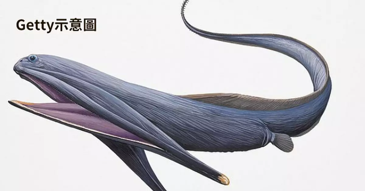 深海怪獸！「鵜鶘鰻」長傘狀巨口鯨吞大4倍獵物 科學家揭生存策略