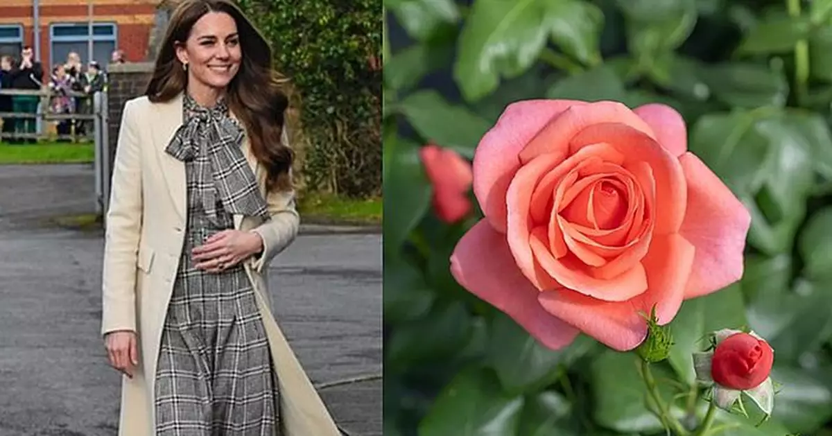 致敬王妃！英皇家園藝協會培育珊瑚粉新品種「凱特玫瑰」銷售所得捐癌友