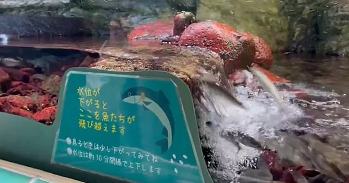 有片！日水族館水槽模擬野外溪流呈現「小魚逆流而上」獲讚天才設計