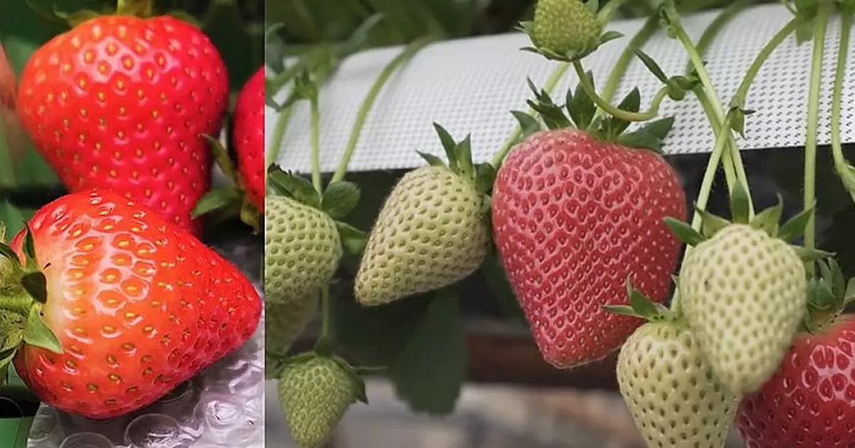 「天時地利人和」英士多啤梨長成巨無霸  果農：大到好似奇異果！