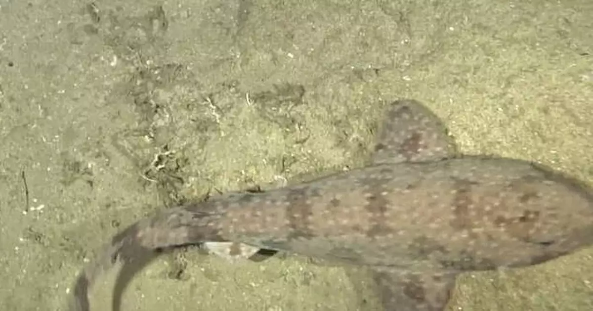 科學家首度影到活體！罕見「印尼頭鯊」深海現蹤東帝汶