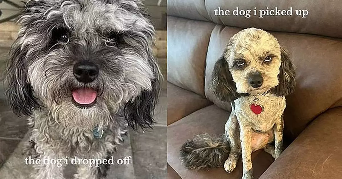 去美容毛髮幾乎被剃光面目全非 狗狗即變臉露嬲嬲表情惹爆笑