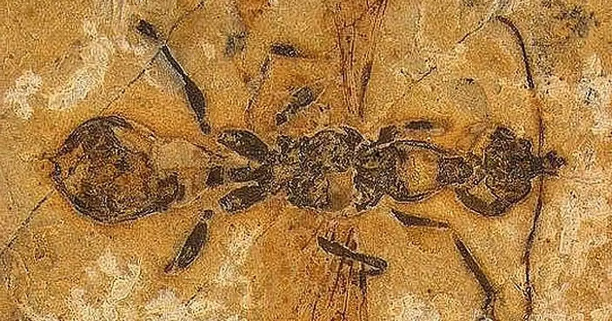 1.13億年最古老螞蟻化石出土 鐮刀巨顎揭露白堊紀地獄蟻面貌