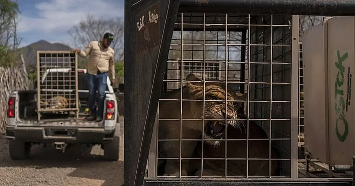 不敵墨西哥毒梟內鬥戰火  當地700隻動物被迫緊急大流亡