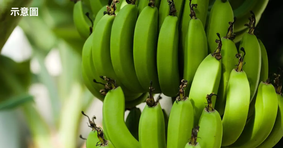 致命真菌肆虐  全球蕉農陷生存危機  國際組織籲採取保護行動