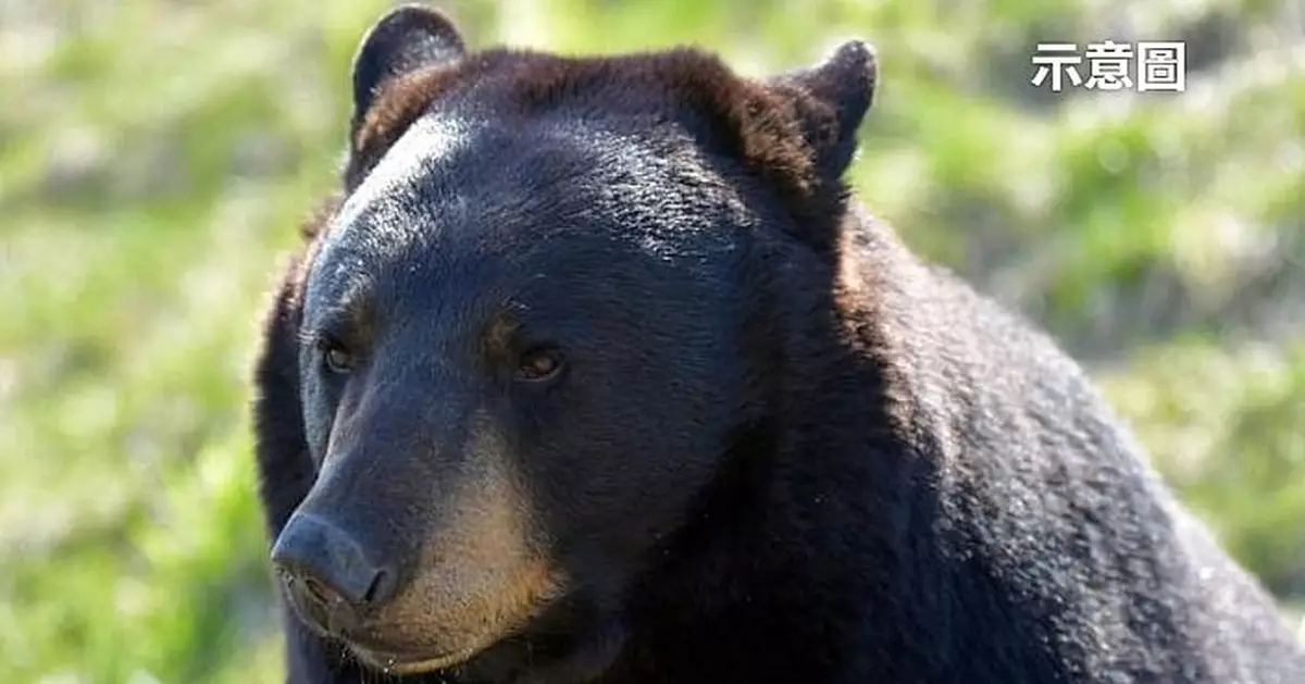 佛州女溜狗遇黑熊追擊 人急智生拋出曲奇餅成功避險