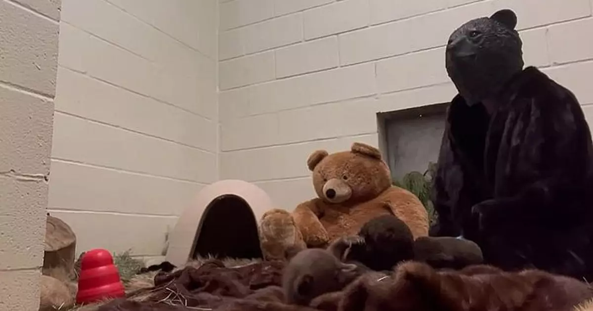 虛弱野生幼熊獲救 加州動保人員著熊裝照顧只因1貼心理由