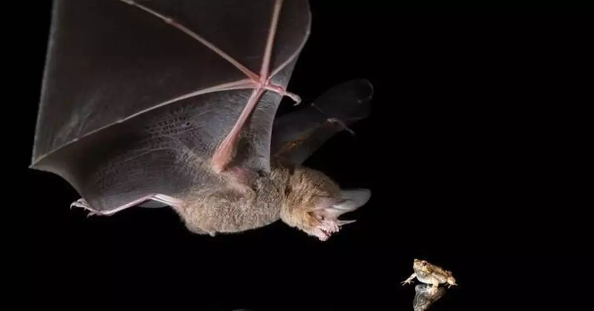中南美蝙蝠靠聽蛙叫聲獵食 可辨體型及是否有毒 幼蝠需後天學習