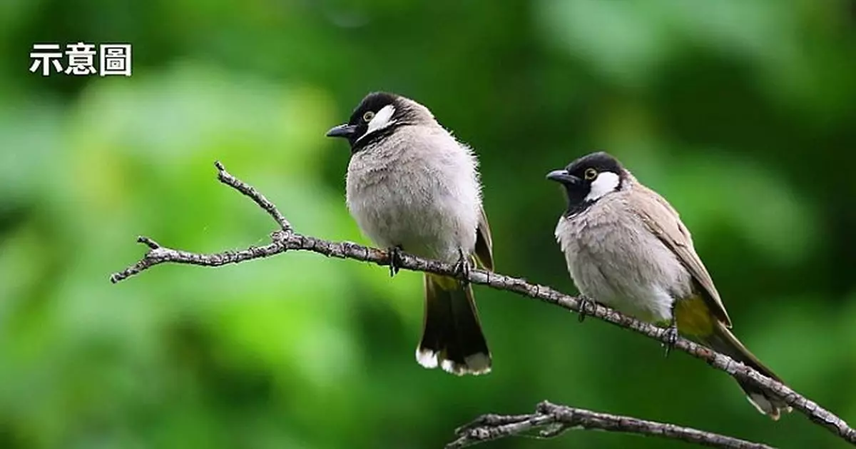 美加州現鳥隻離奇自爆墮地 近3個月內逾50隻鳥類暴斃死因成謎