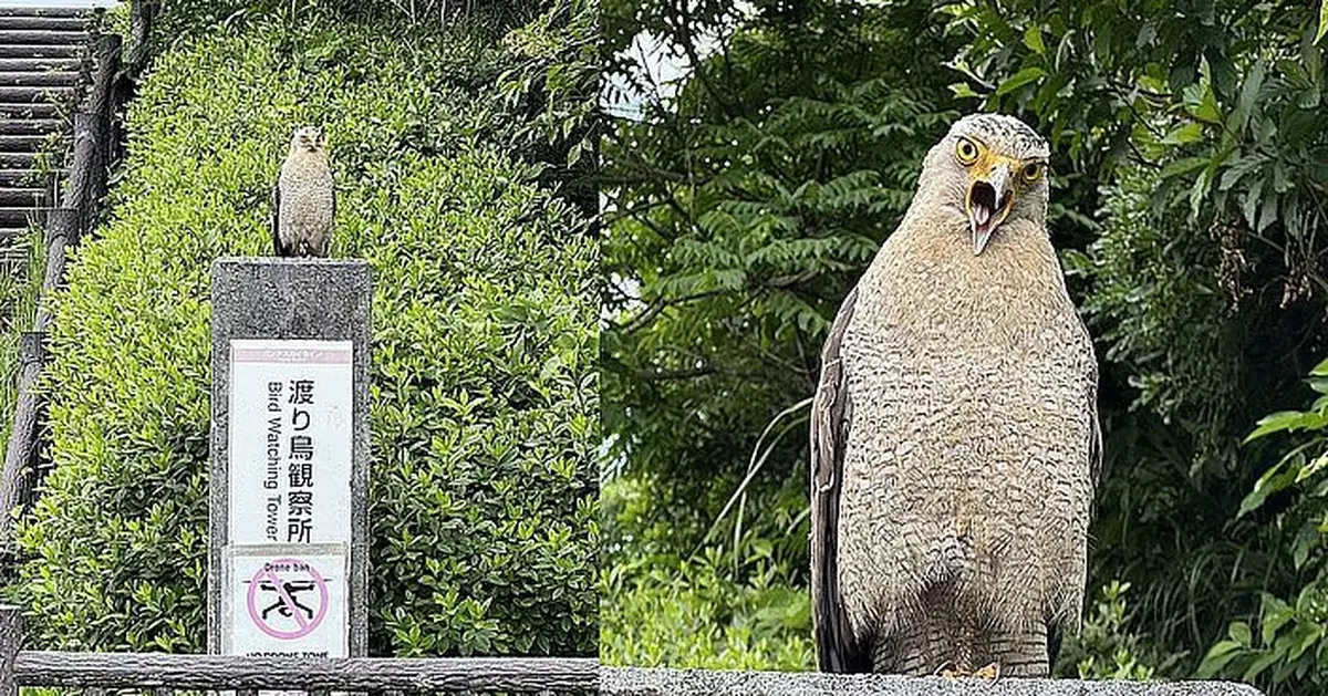 「鳳頭蛇雕」佇立沖繩石垣島公園告示板 目怒兇光似觀測人類
