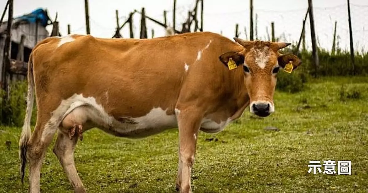 牛糞可變廢為寶！英國大學新技術提取纖維素搖身變保鮮膜變口罩