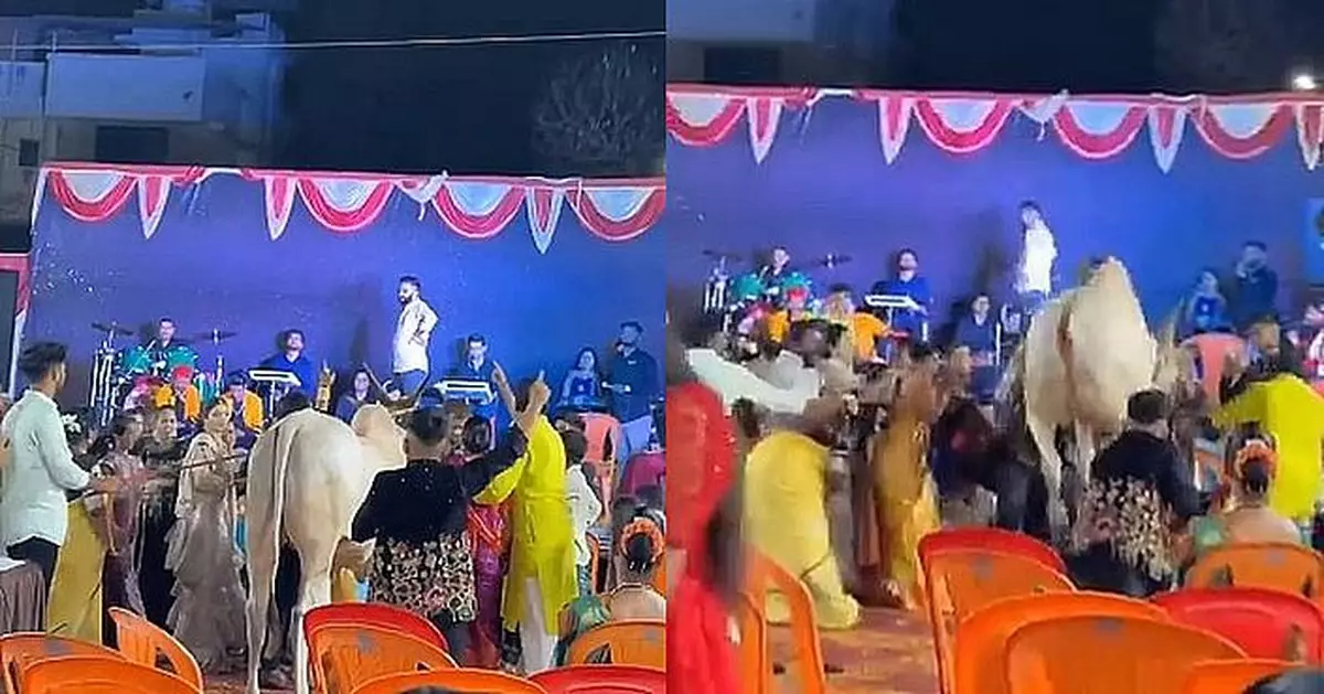 宴會豪氣派錢惹禍 印度白公牛疑受驚掙脫繩索將主人賓客撞飛