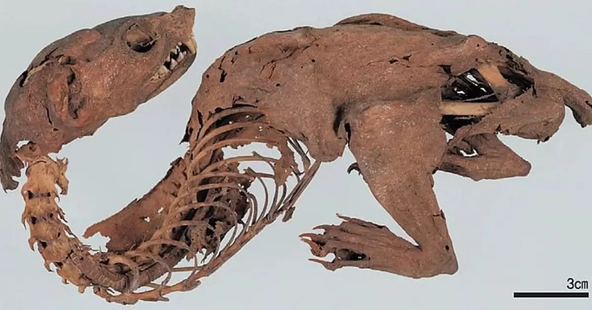 日國寶「木乃伊龍」遺骸真實身份揭曉 竟係缺前腳千年日本貂