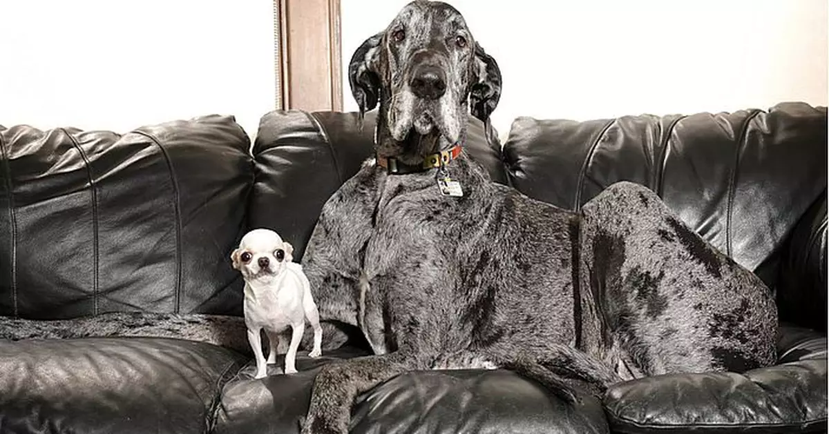 相差90cm！世界最高最矮狗狗歷史性會面 一起玩耍相處融洽