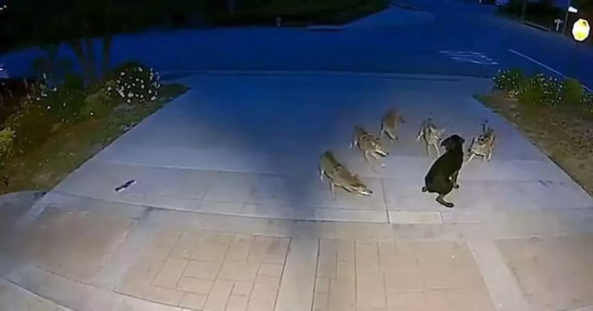 加州流浪犬遭5隻郊狼圍剿襲擊  孤身奮戰45分鐘成功擊退惡狼 結局勁暖心