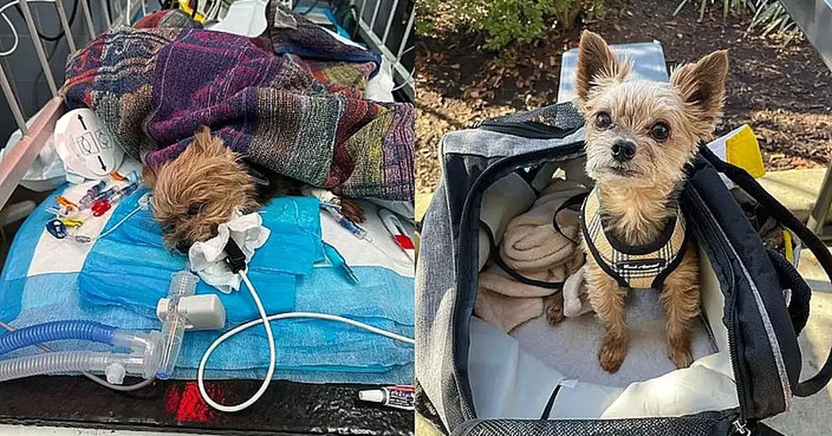 愛犬遭麻醉一次拔掉16隻牙慘死 美飼主怒控獸醫索償3600萬