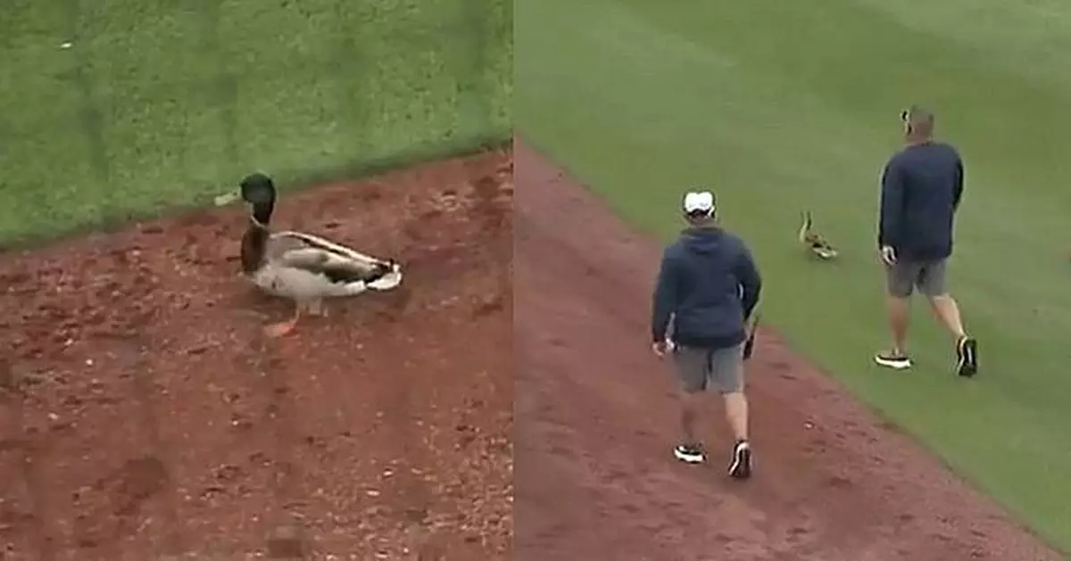 美棒球小聯盟比賽闖入不速之客滿場閒逛 裁判被逼宣布「鴨子延遲」