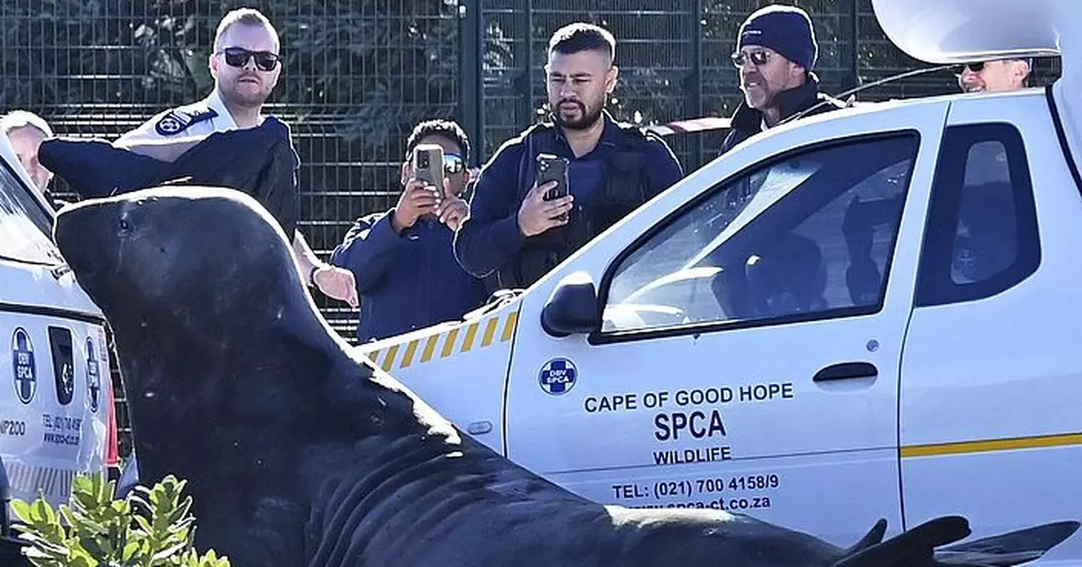 兩噸重「遊客」突造訪南非小鎮 象海豹疑迷路大搖大擺逛街