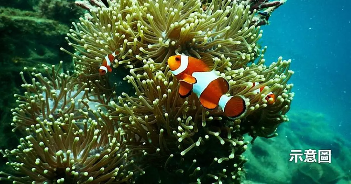 科學家揭小丑魚靠縮小體型撐過熱浪 求生策略令人驚訝