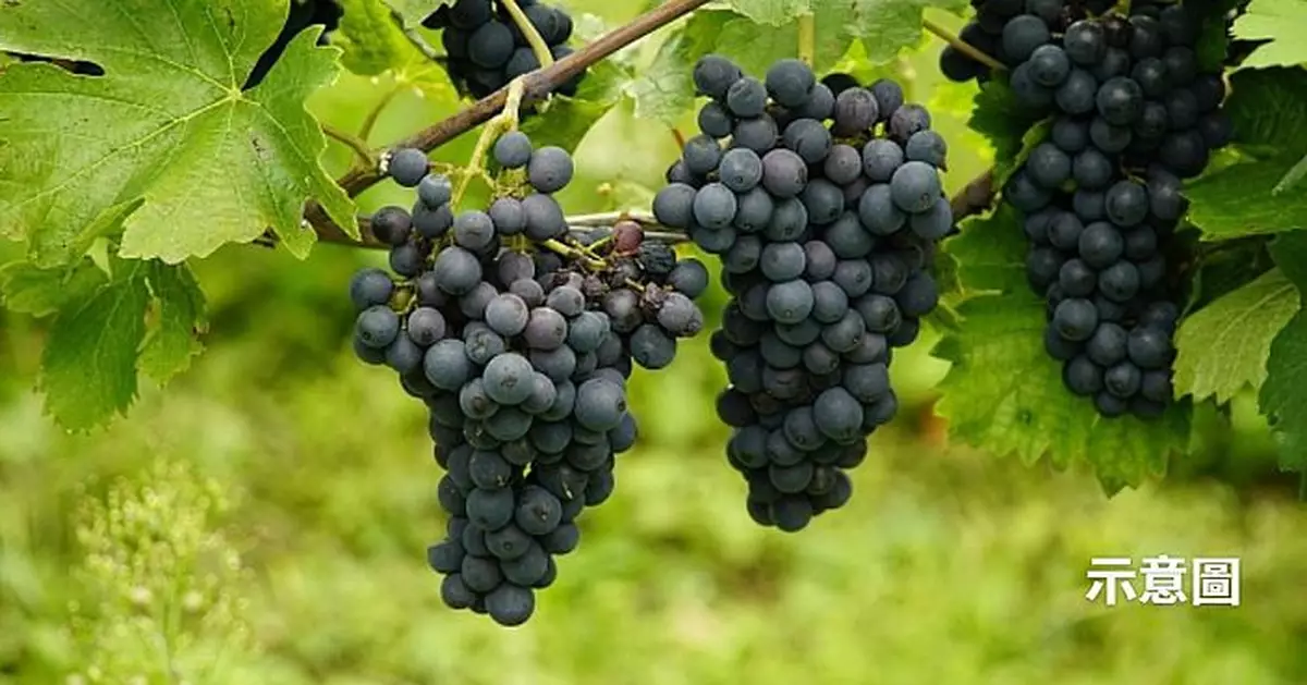 全球葡萄酒危機！歐洲葡萄園成氣候變暖「重災區」