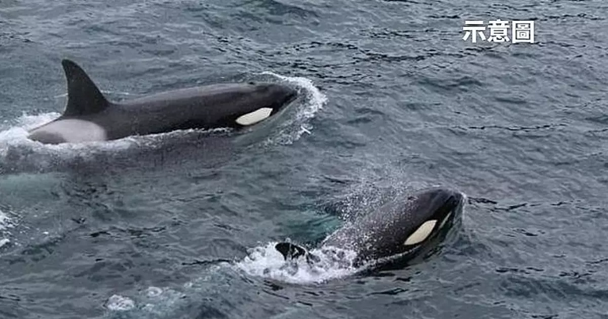水族館停業4個月 法國最後2隻圈養虎鯨遭棄污水池內引關注
