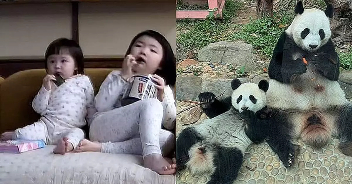 李元元李斐斐「食相」趣味對比大熊貓 媽媽爆笑：兩個物種點解咁似！