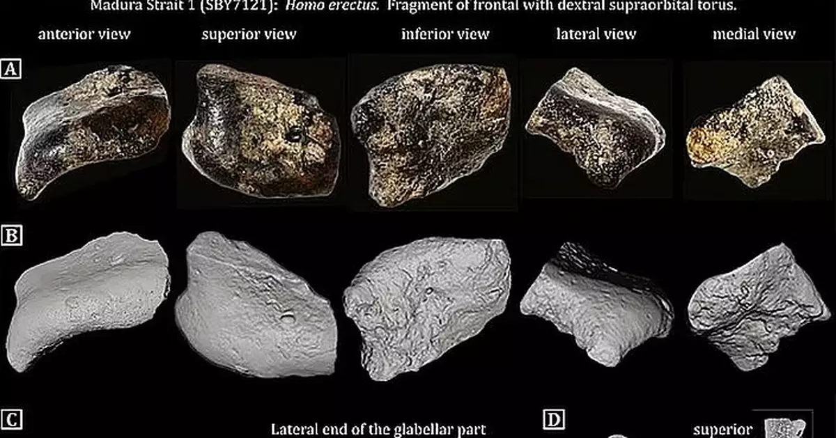 印度海底現逾14萬年完整「直立人頭骨」 或改寫古人類遷徙史