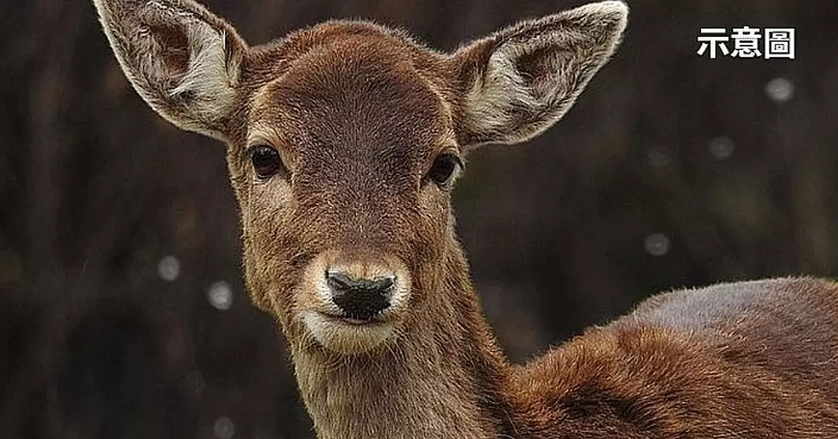 美駝鹿媽媽揀醫院外草地產子  罕見畫面曝光