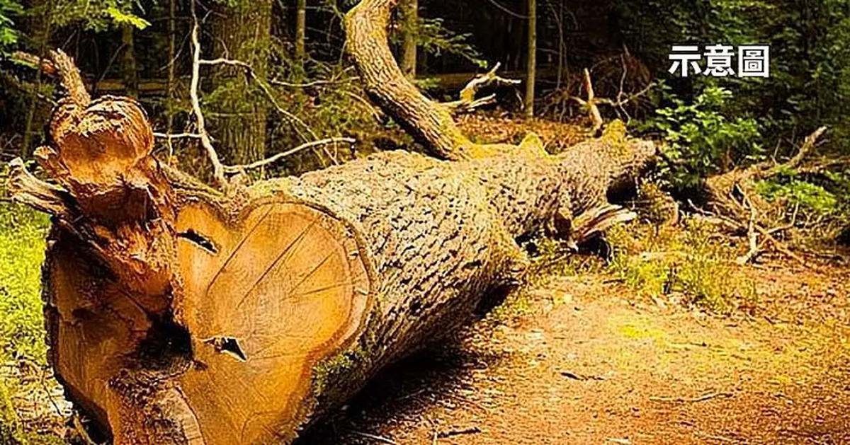 砍一棵樹要4萬蚊？三藩市屋主砍樹費時費力又傷荷包