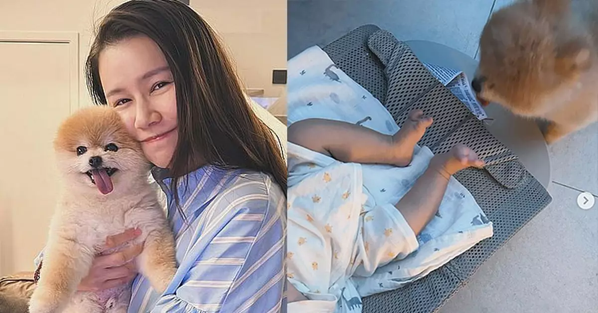 黃翠如愛犬「黃小六」初見BB　呆萌守護展現矛盾大佬風範
